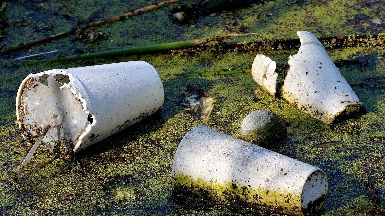 Petition · End the use of Styrofoam in the University of Oklahoma's