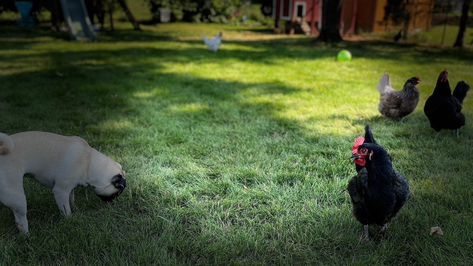 Petition · Permit backyard hens in Rotterdam, NY United States ·