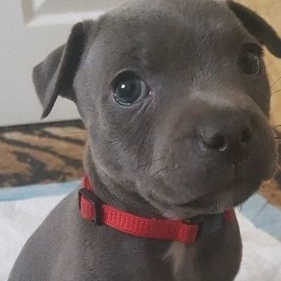 bull terrier dangerous