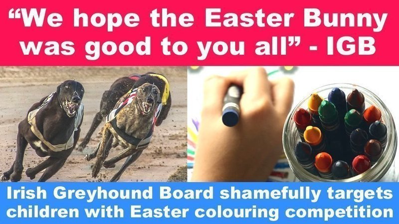 igb irish greyhound board