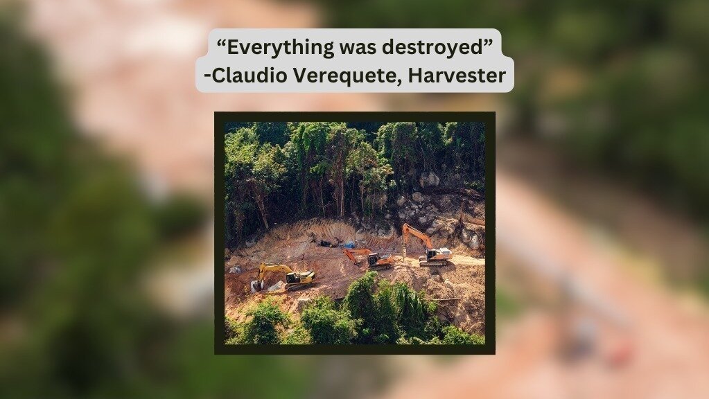 Petition · Restore and Reforest the Amazon for a Sustainable Future ...