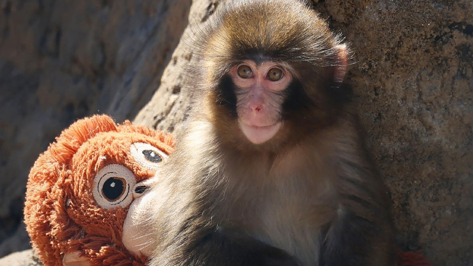Petition · Transfer Punch the Baby Macaque to a Reputable