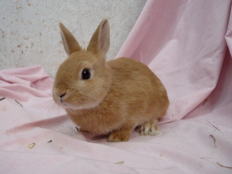 Petition · Let Sophia adopt a dwarf bunny. - United States · Change.org