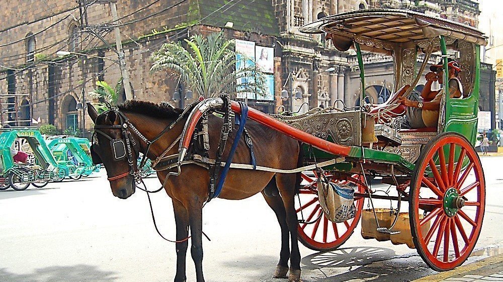 Petition · Help Kalesa Horses get Better Treatment Philippines