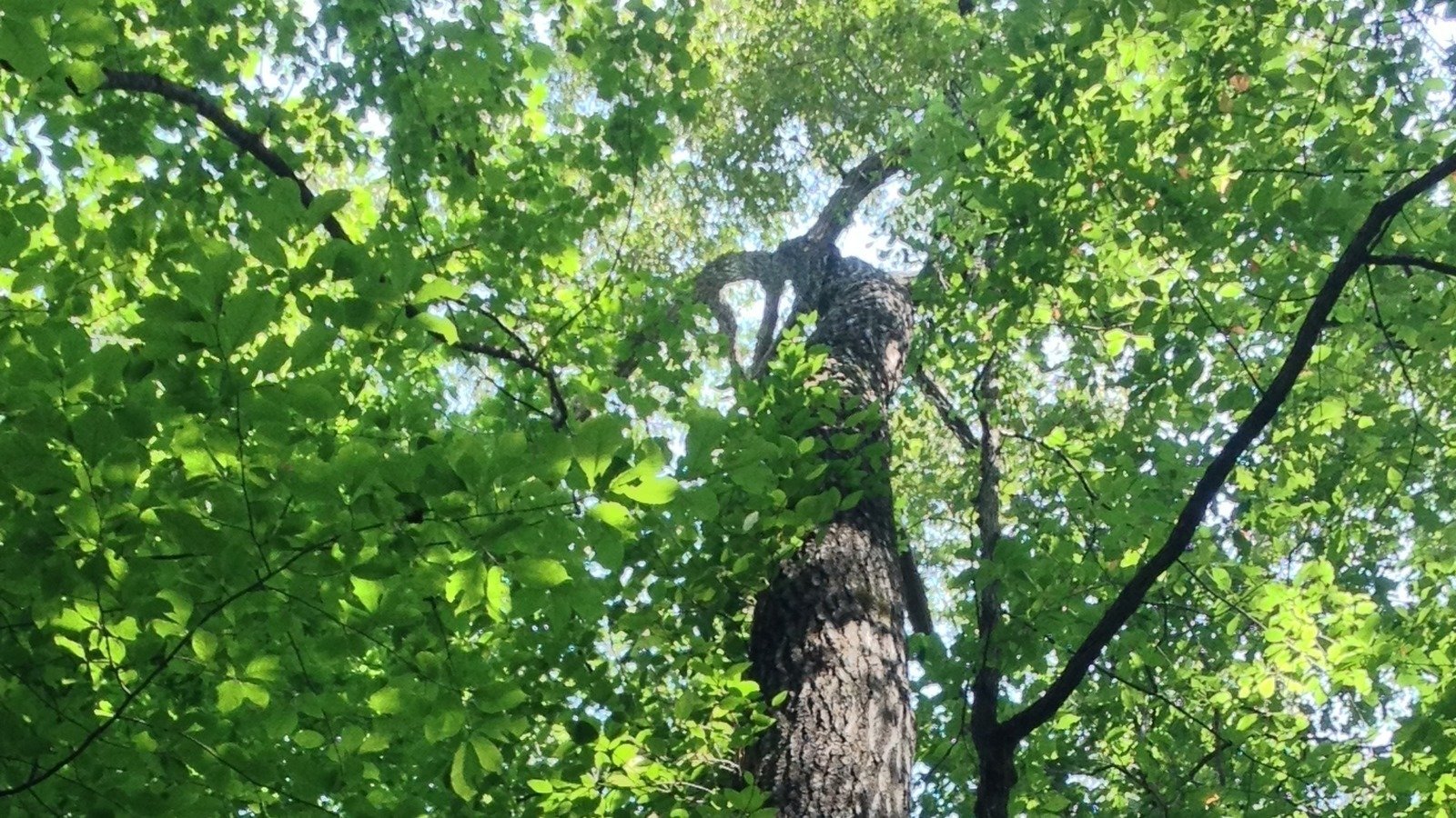 Petition · Establish a Residential Tree Ordinance United States