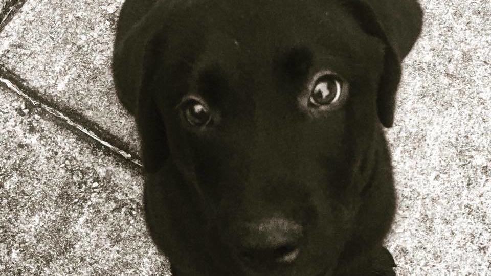 Petition · Davidson County NC Leash Law United States ·