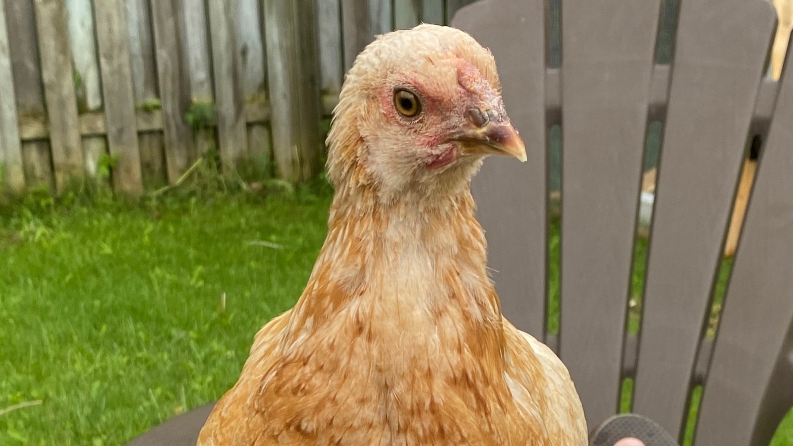 Petition · Allow backyard chickens in Tay Township Canada ·