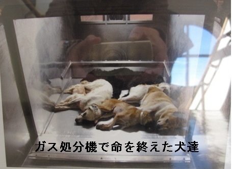 オンライン署名 · 東京都における犬・猫の殺処分において「ガス処分機 