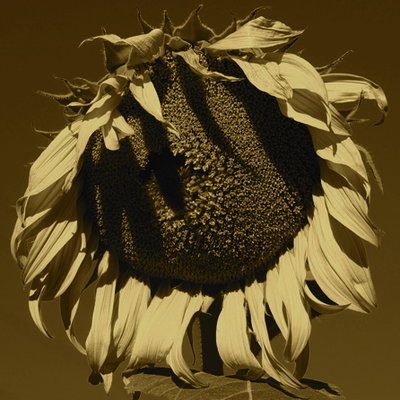 ChangeOrg profile picture for @elizabeth