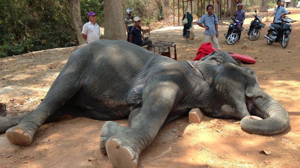 Petition · End Elephant Riding at Angkor, Siem Reap Krong Siem Reap