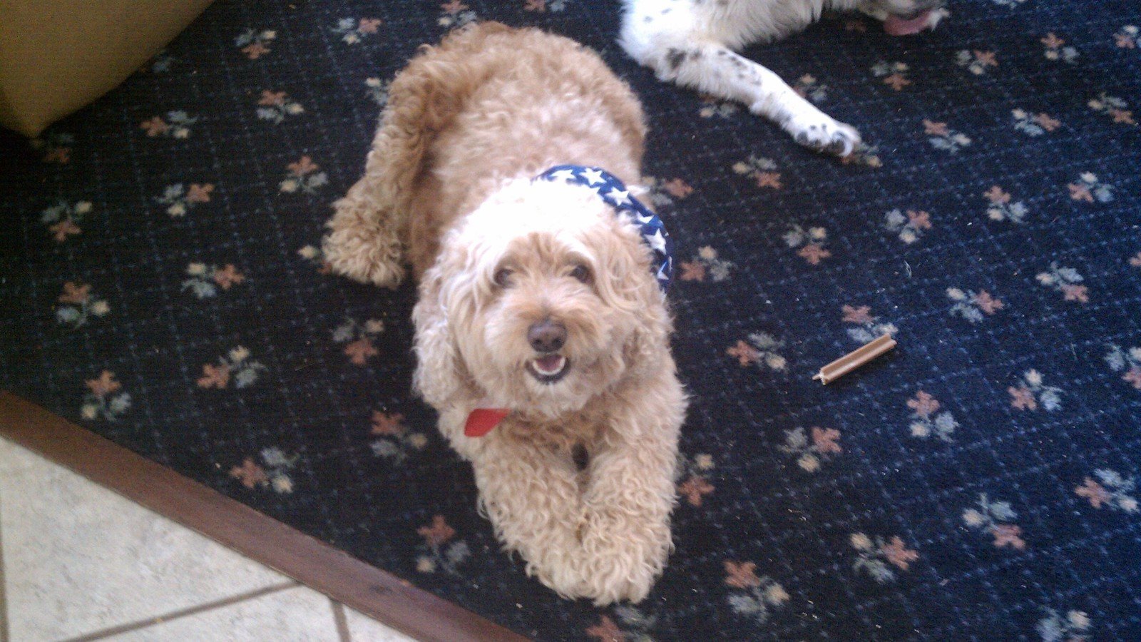 Petition · WALMART...STOP SELLING TREATS MADE IN CHINA THAT ARE KILLING