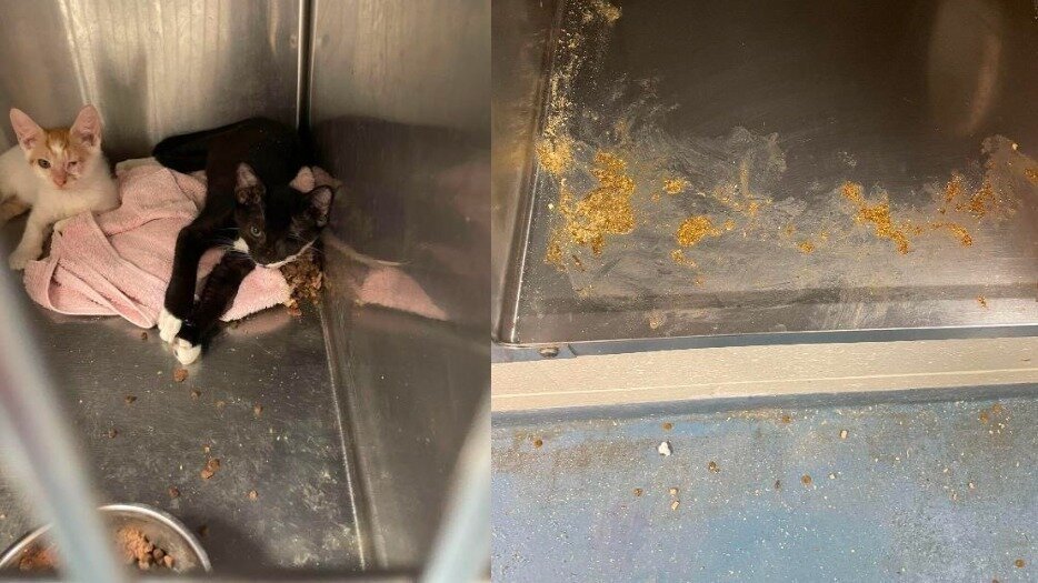 Petition · Demand Improved Conditions at Alachua County Animal