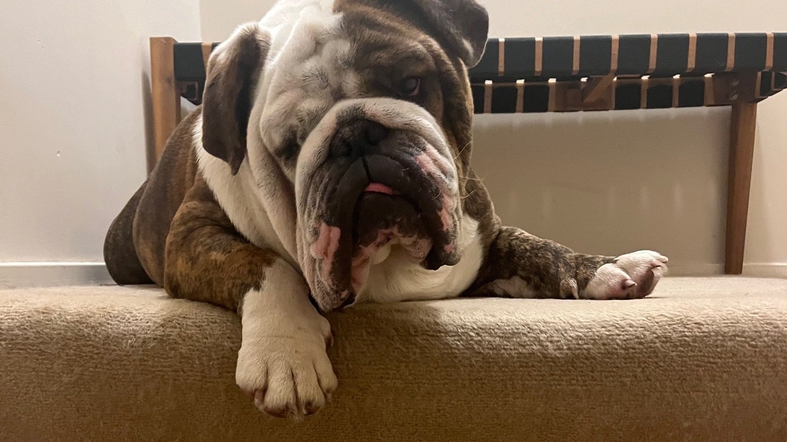 Petition · Remove Menacing Dog title Remove fines Australia ·