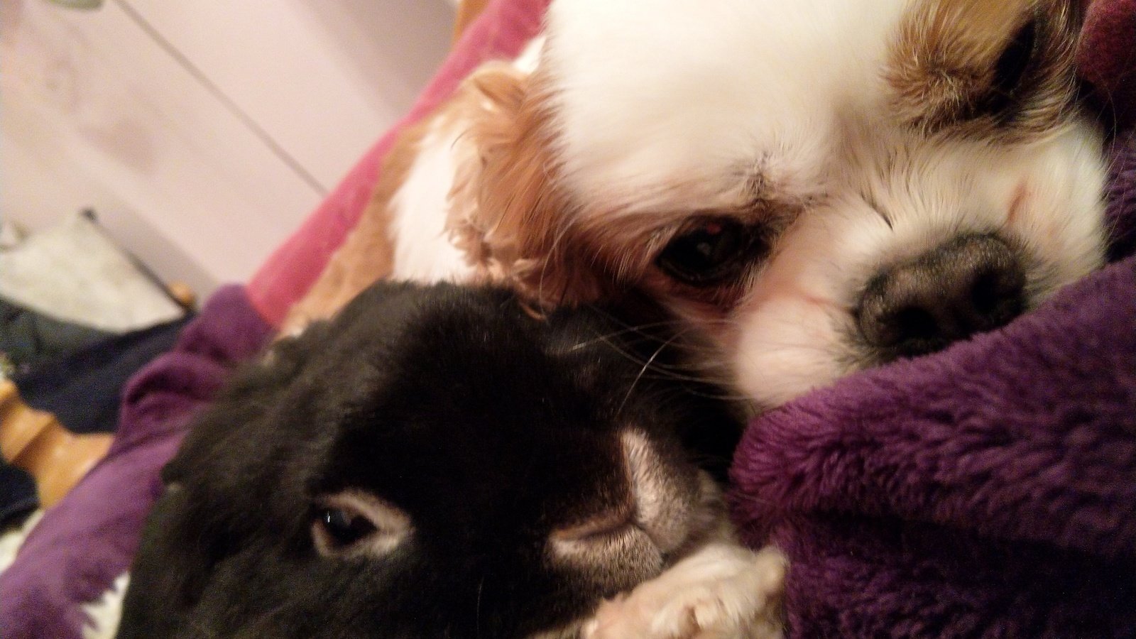 petition-harsher-punishment-for-animal-cruelty-united-kingdom