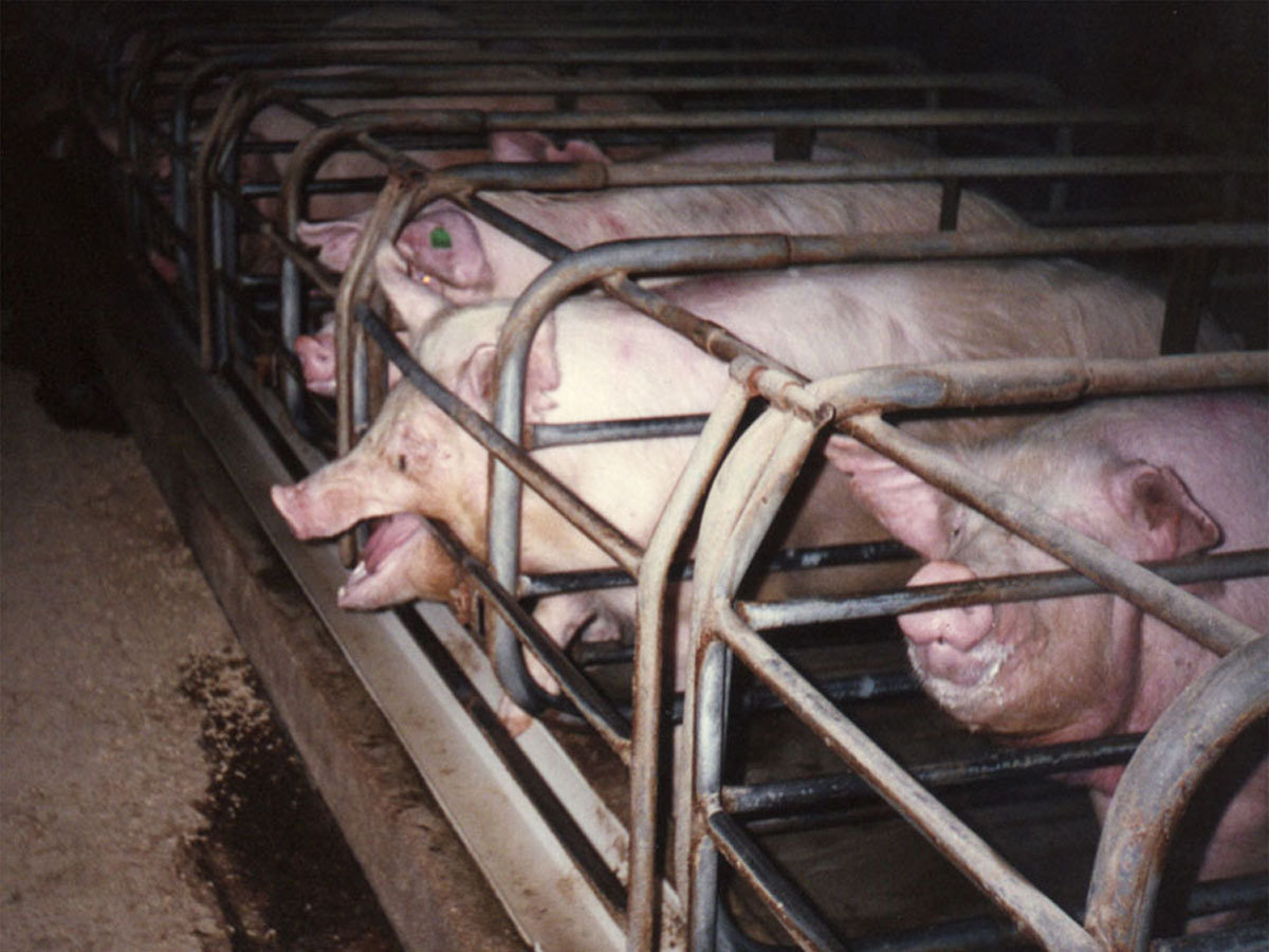 petition johnsonville sausage stop being cruel to pigs farrowing crates