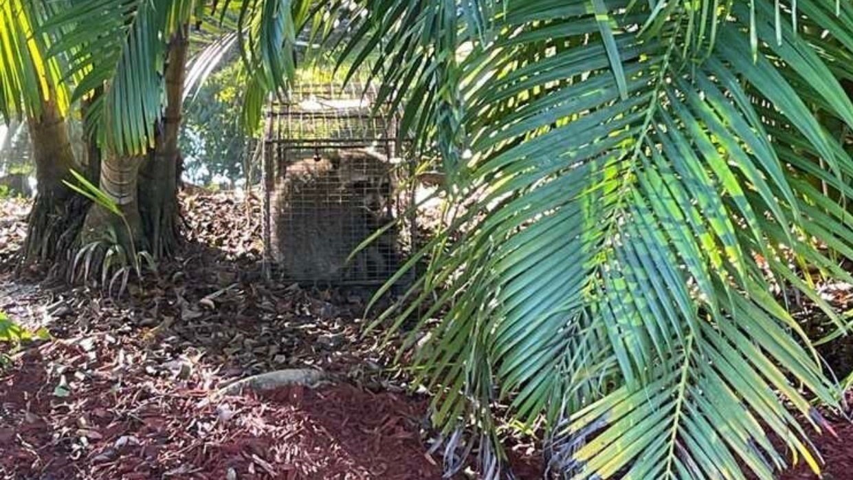 Petition · Stop trapping and relocating (or euthanizing) Raccoons in