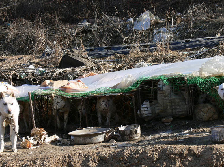 Petition · Boycott 20th World Congress of Soil Science in Jeju, S