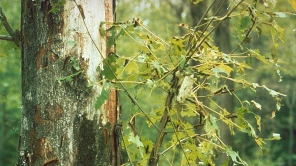 Petition · Gypsy Moth spraying in Mulmur ·