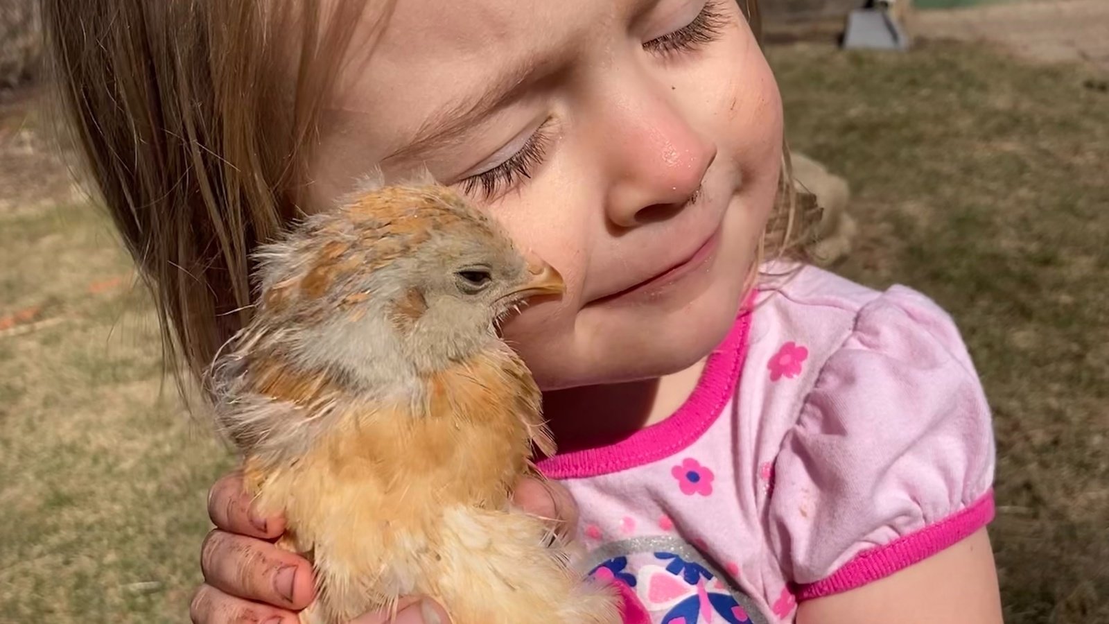 Petition · Change La Crosse County limit on backyard chickens from 5 to