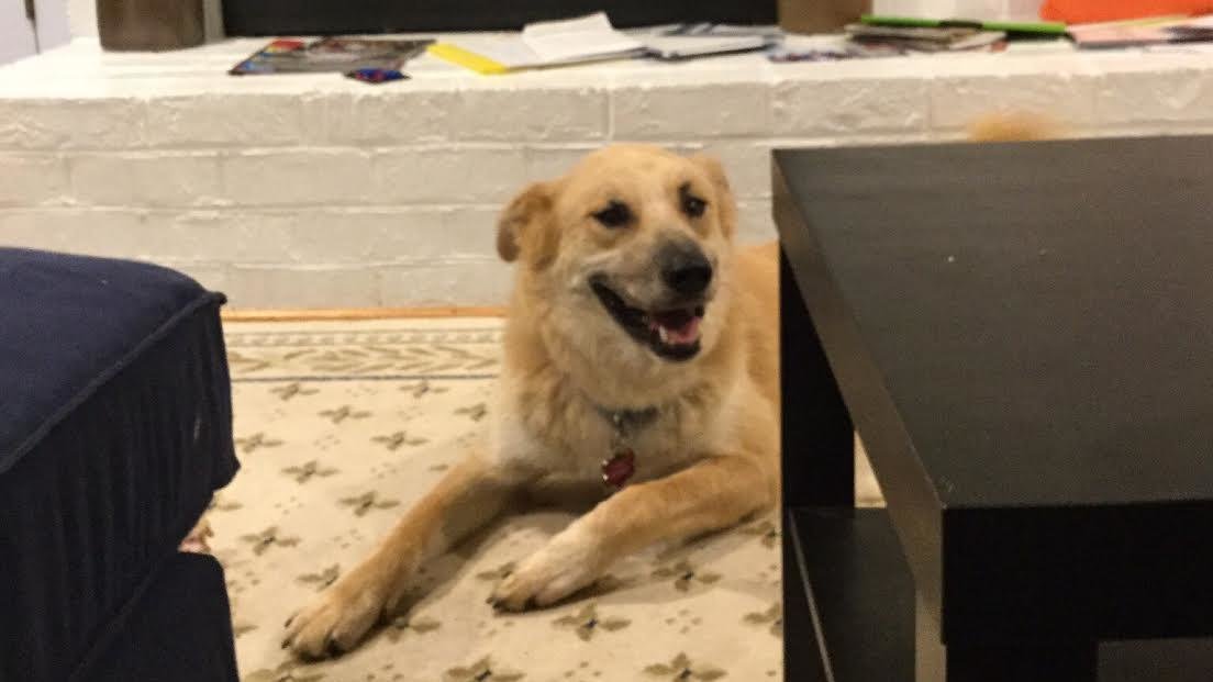 Petition · Getting Our Puppy Back Henrico, United States ·