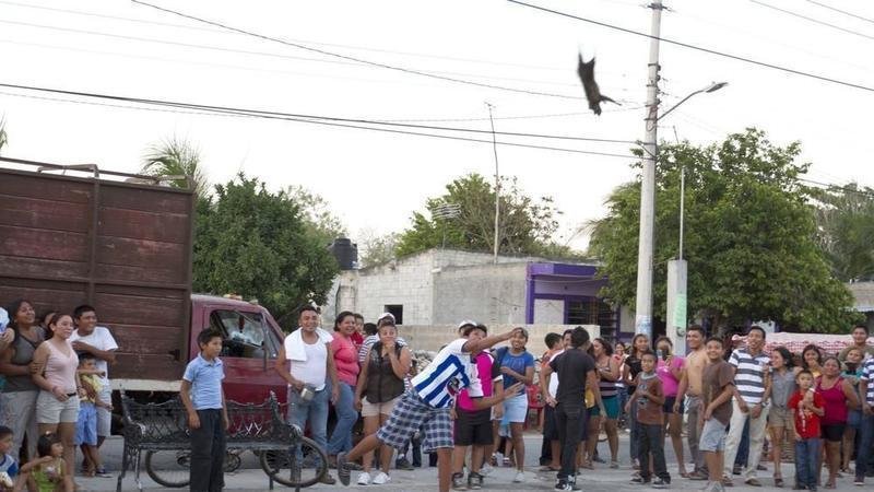 petition president of mexico enrique peña nieto create an animal