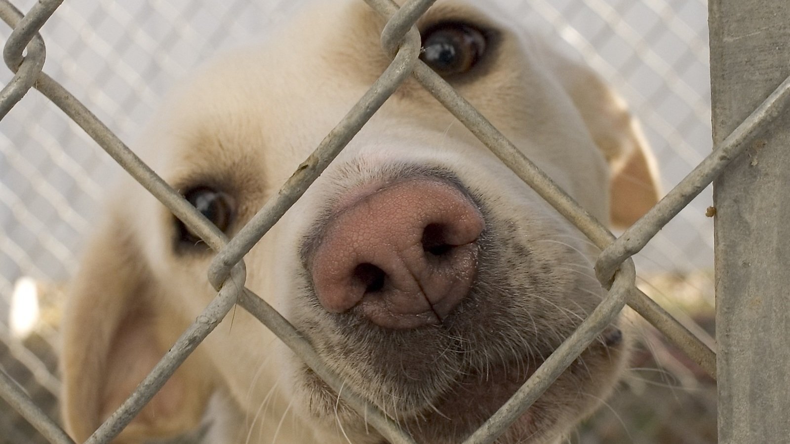 Petition · Québec Non à la vente de chiens et chats en