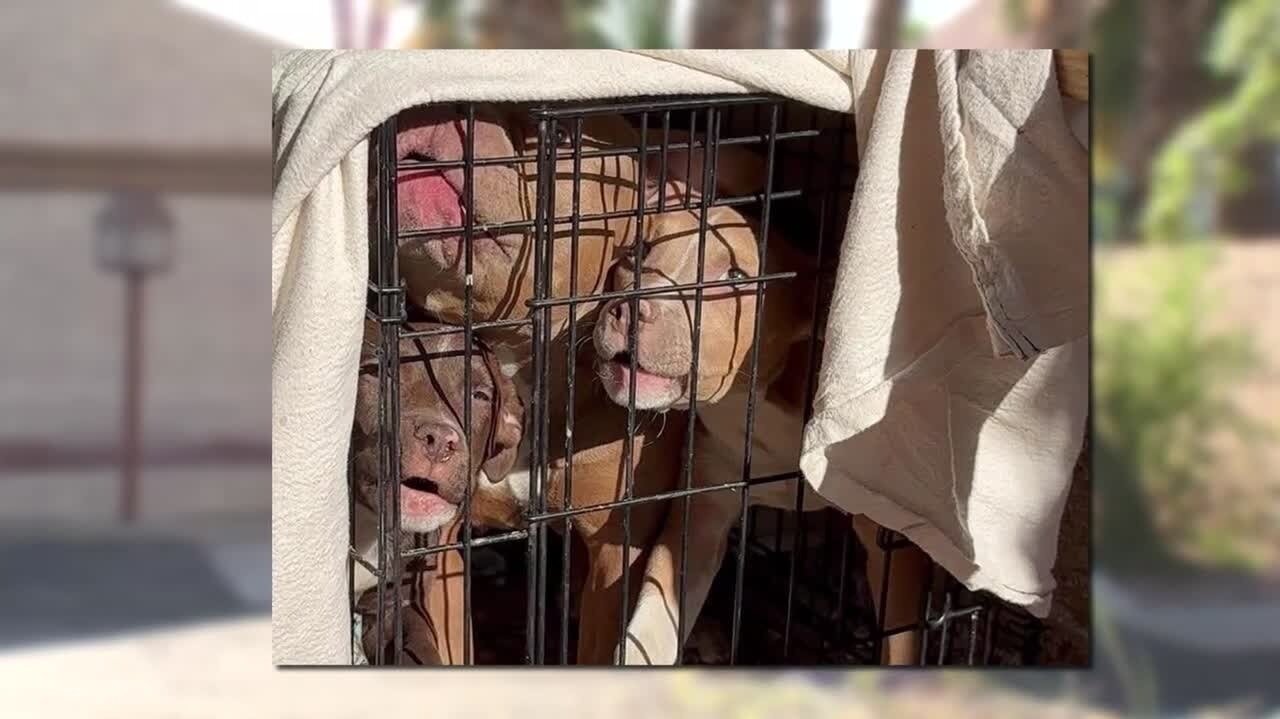 Petition · Justice for the Dogs Locked in a Crate and Left to Die by a ...