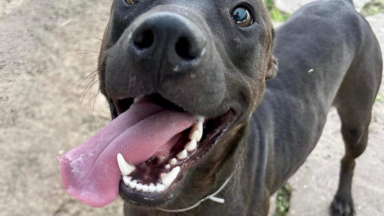 Petition · Halt Operations of BARC Shelter for Unnecessary Euthanasia ...