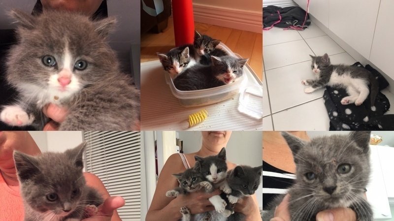 Chat Errant Qui Miaule Sans Cesse Pétition · Demande pour un programme de stérilisation des chats errants