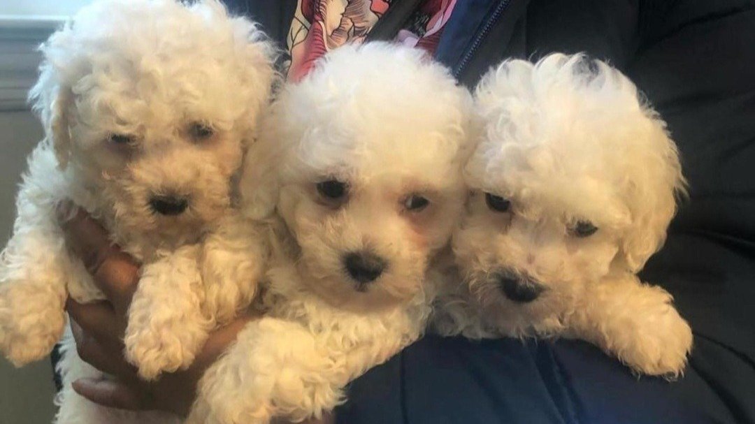 Petition · File taxes for our furry babies they cost just as much as