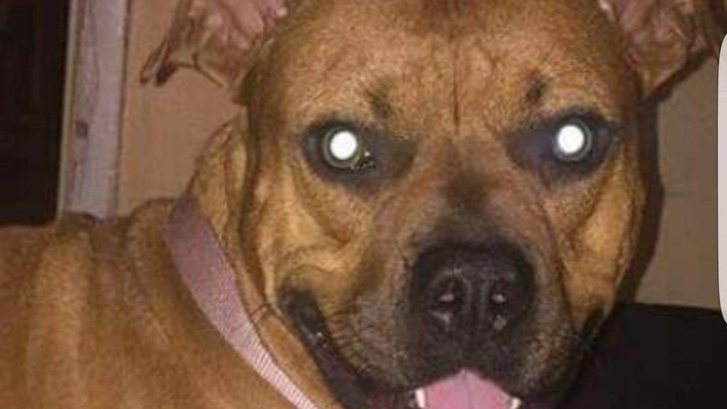 second chance pitbull rescue