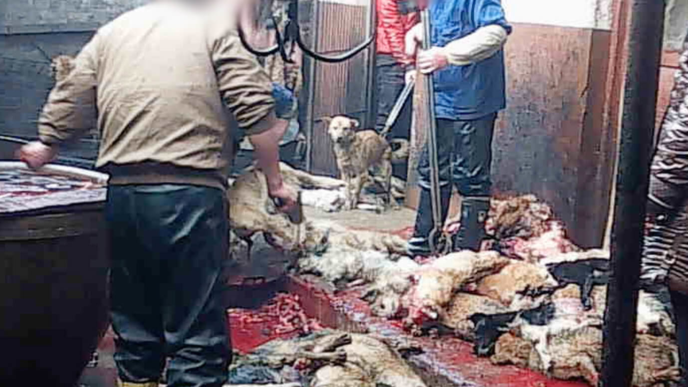 Petition · To stop the cruelty of killing dogs in china for leather