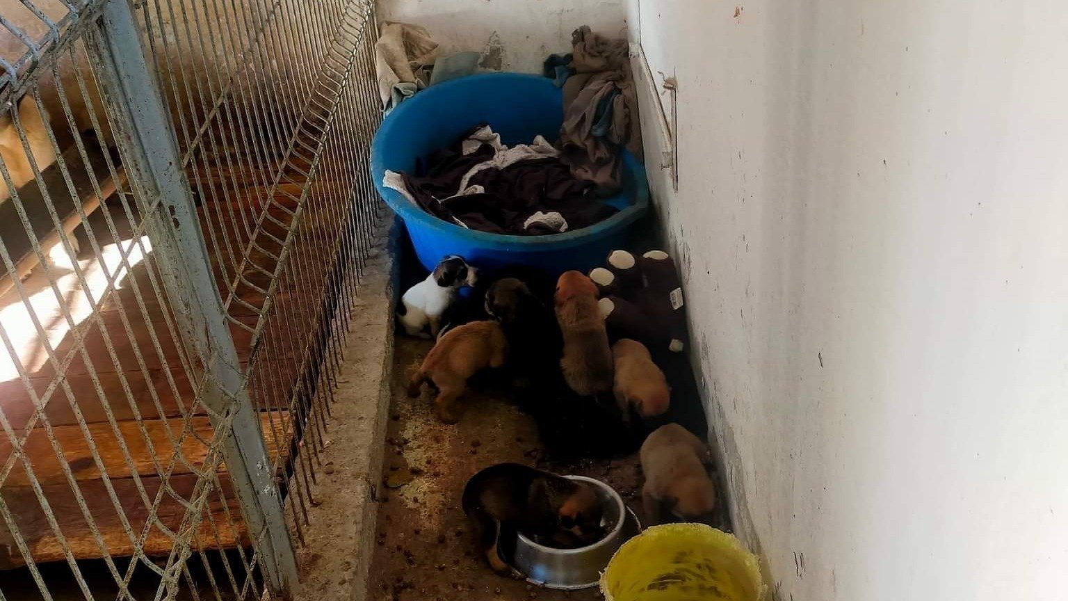 Petition · Release the mother dog with 9 puppies from Navodari killing ...