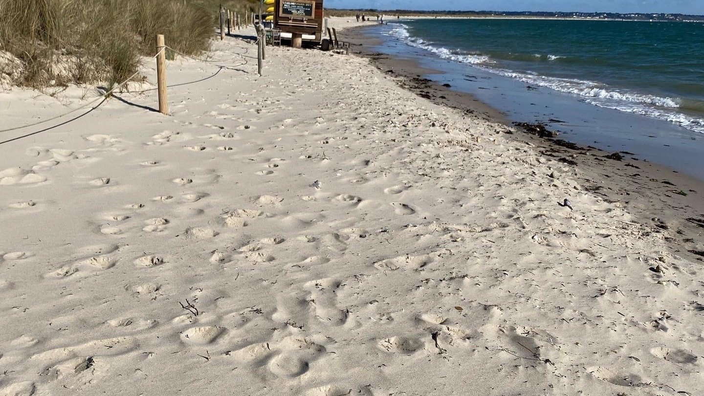 Petition · Relax the dog beach rules May October PLEASE! BCP