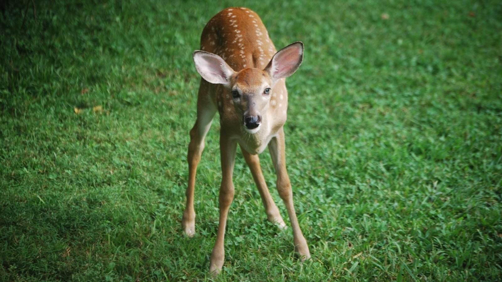 Petition · Preserve the Greenspace at the Cason Trailhead