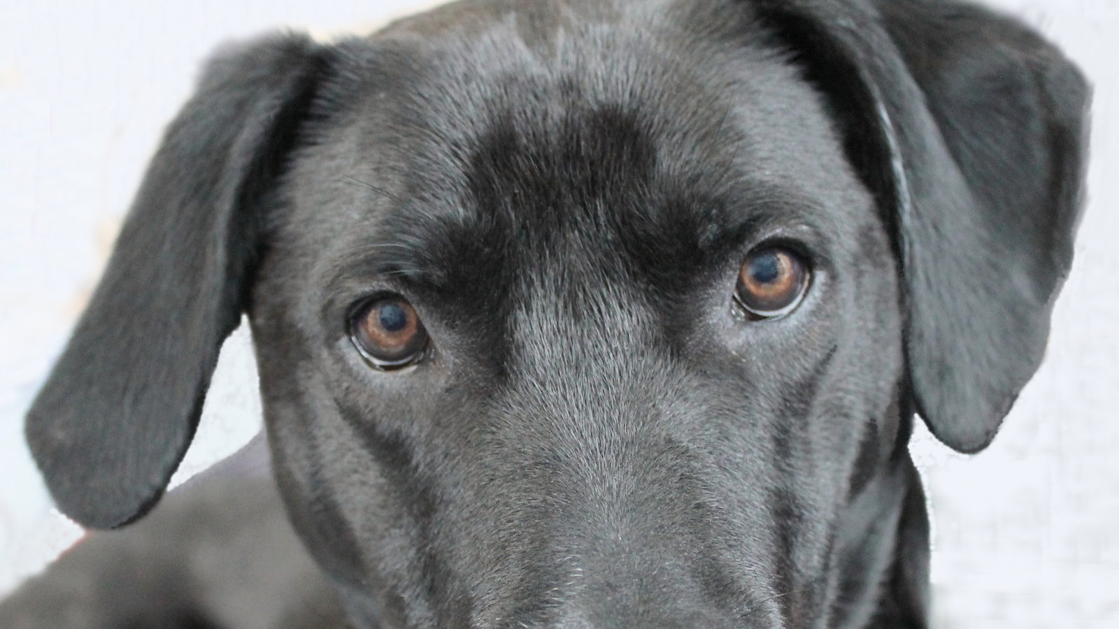 Petition · Kawerau Council toughen up Dog Control rules on dog attacks