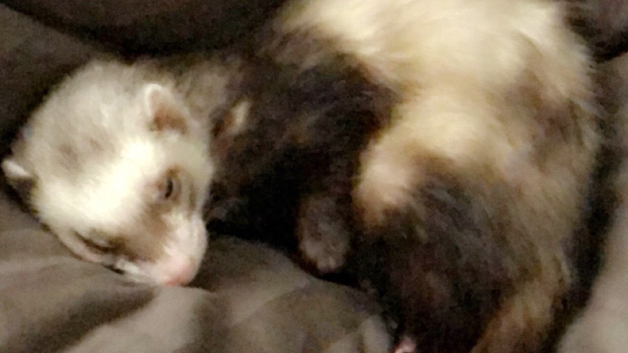 Petition · Make a Ferret/noodle/string bean emoji ·