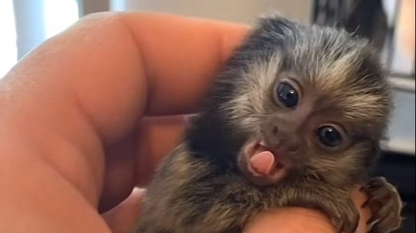 Petition · The Legalization Of Pet Monkeys in Colorado - United States ...