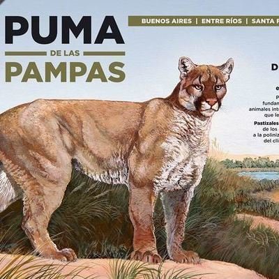 puma de la pampa puma de la pampa