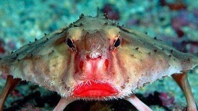 Poisson Lèvres Pulpeuses Rouges Pétition · La survie des poissons chauves-souris aux lèvres rouges ...