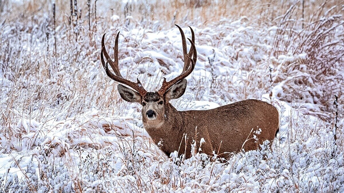 Petition · Limit each region 6 hunting districts to only 50 antlered