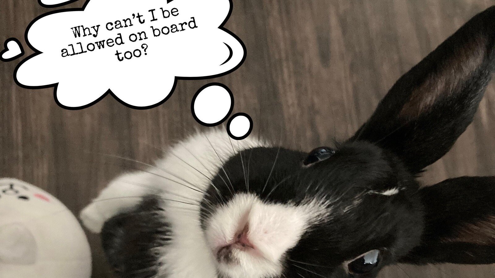 Petition · For airlines to allow pet rabbit on board during flights