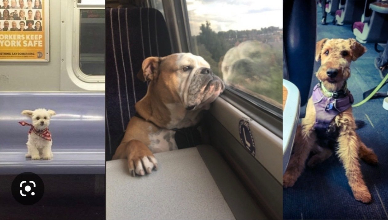 Petition · Grant pets subway ride privileges in NYC! United States