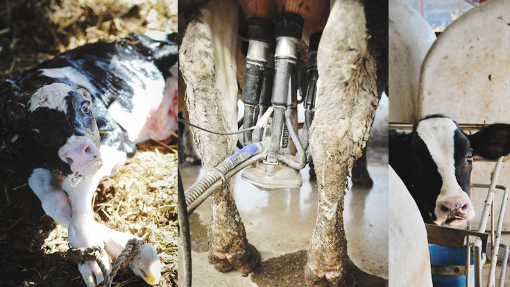 Petition · Stop Inhumane Dairy Farming ·