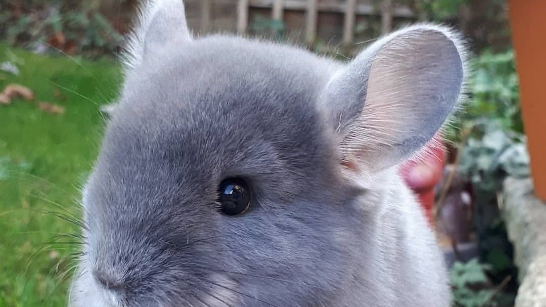 Petition · Stop Killing Chinchillas To Make Coats United States ·