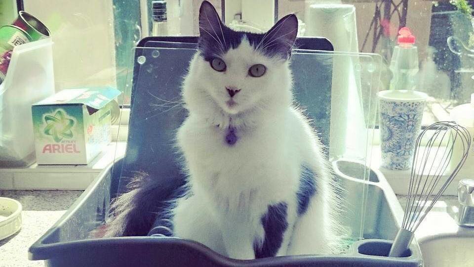 Petition · Make it a legal requirement to stop and help if you hit a