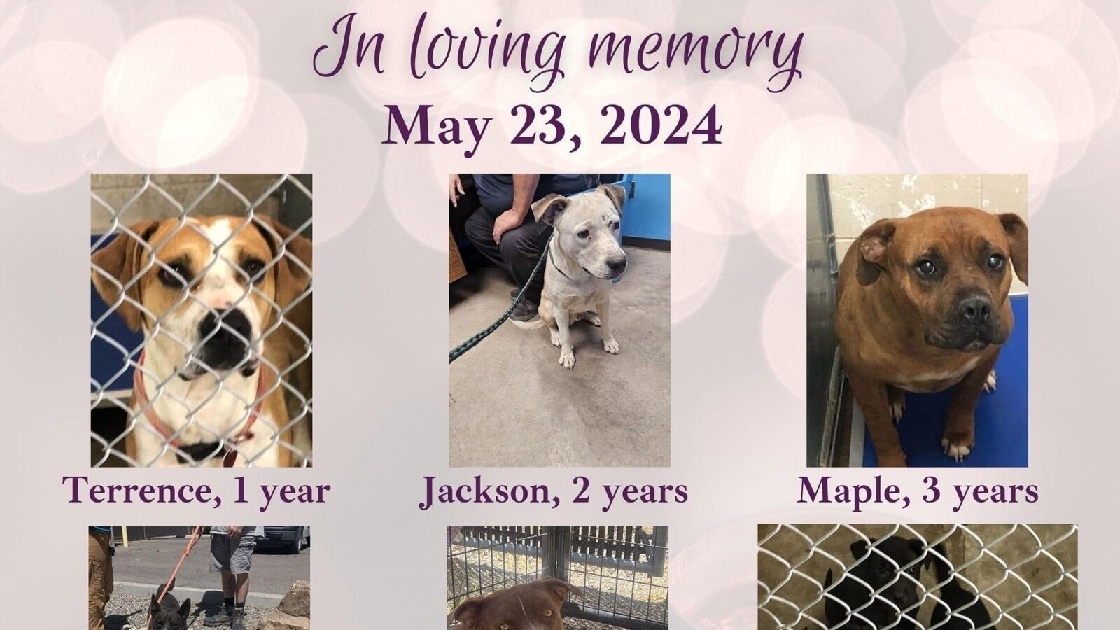 Backyard Breeders: A Danger To Dogs And Owners Backyard Breeders: A Danger To Dogs And Owners