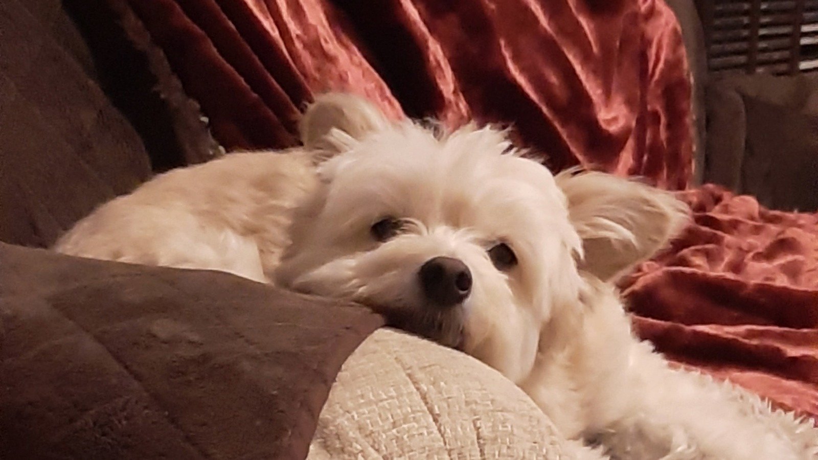 Petition · Grant the same Law on Therapy dogs as is granted to guide