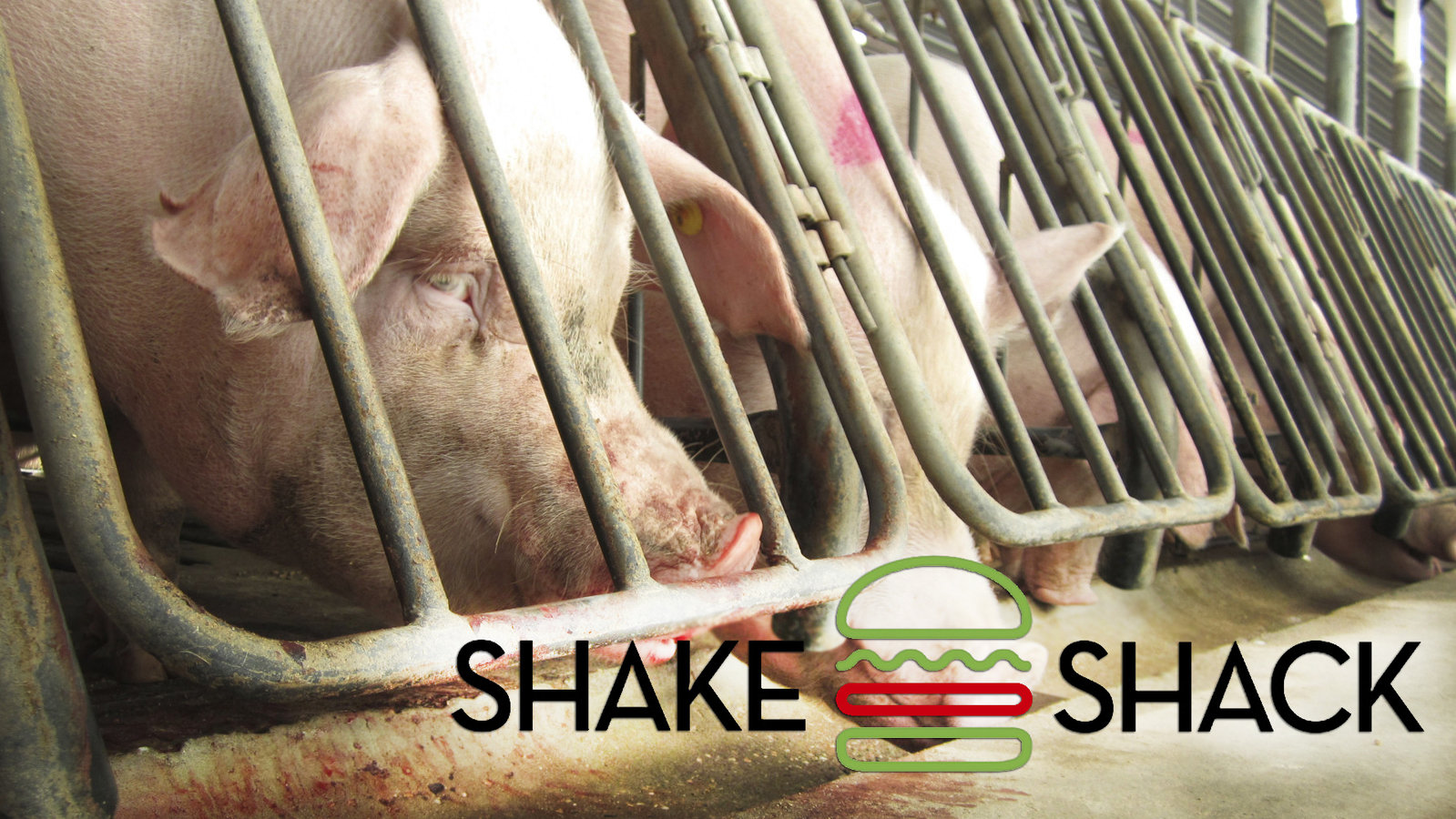 Petition · End your support of cage farms! ·