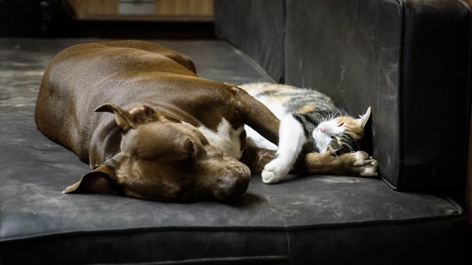 Petition · Ban Kill Shelters Across the United States United States